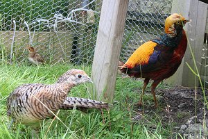 Rare golden pheasant at Studley Grange