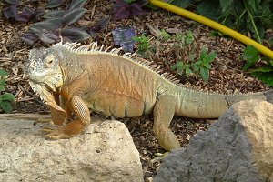 Meet Iggy our new iguana