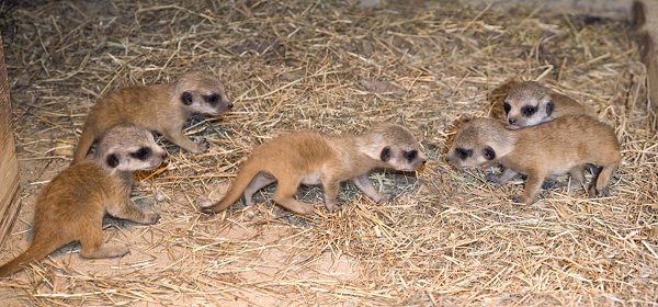 Baby Meerkats at Studley Grange, just off the M4, Jnct 16 at Swindon