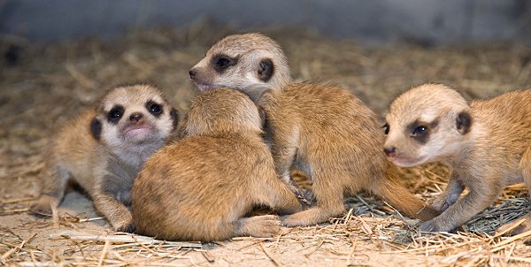 Baby Meerkats at Studley Grange, just off the M4, Jnct 16 at Swindon