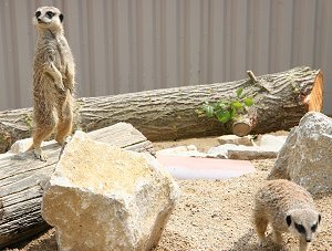 Meerkats at Studley Grange near Swindon