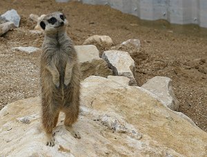 Meerkats at Studley Grange near Swindon