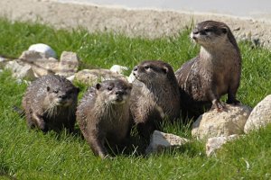 Otters at Studley Grange, Swindon